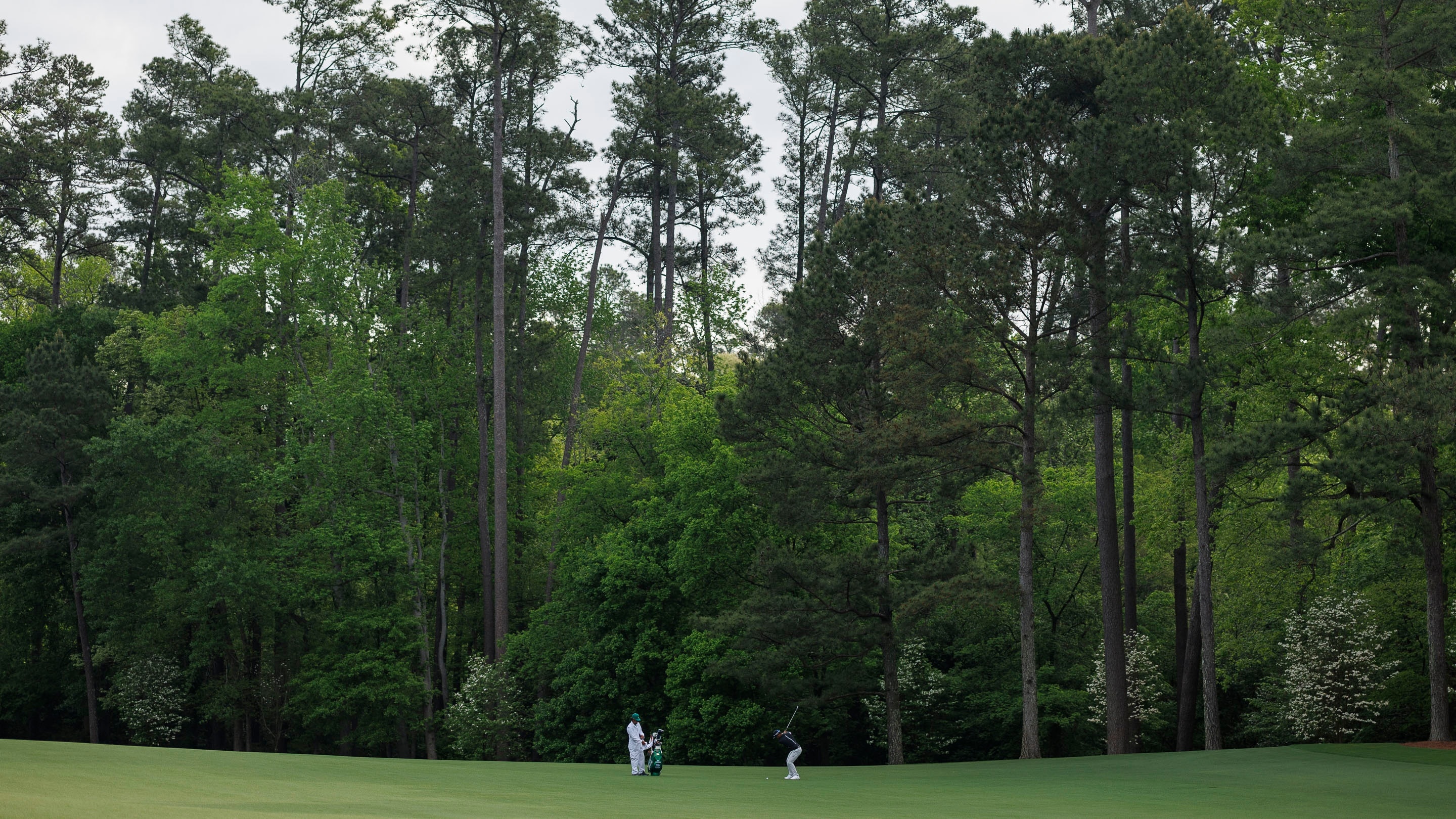 The Masters: Hole #11 White Dogwood